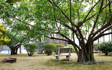 Image showing Bench under the tree 