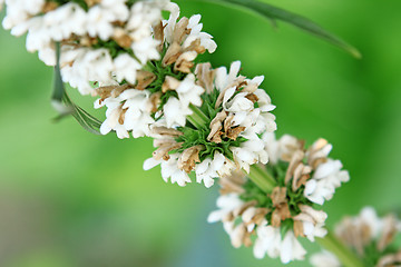 Image showing branch with white flowers on a green background with bokeh 