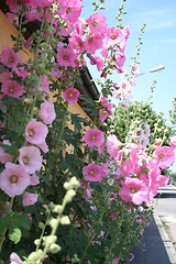 Image showing Hollyhocks