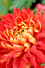 Image showing red flower background