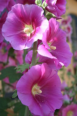 Image showing  Beautiful pink hollyhocks