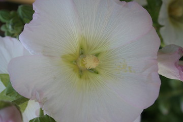 Image showing Isolated white hollyhocks