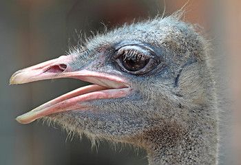 Image showing close-up on a ostrich's head