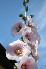 Image showing Blue sky as background to this  marvellous hollyhocks