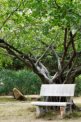 Image showing Bench under the tree 