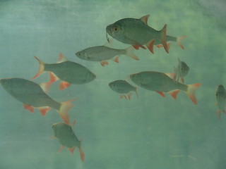 Image showing fish