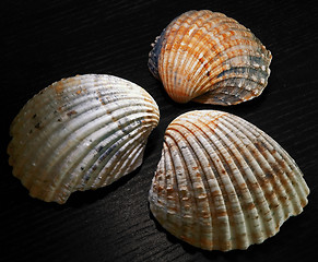 Image showing shell