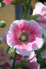 Image showing Lovely hollyhock