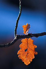 Image showing Falling leaf