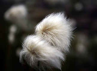 Image showing dandelion#3