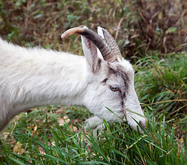 Image showing Goat nibbling grass