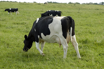 Image showing cows