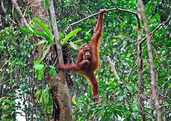 Image showing orangutang in action