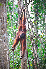 Image showing orangutang in action