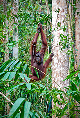 Image showing orangutang in rainforest