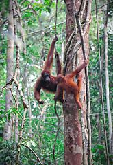 Image showing orangutang in rainforest