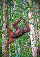 Image showing orangutang in action