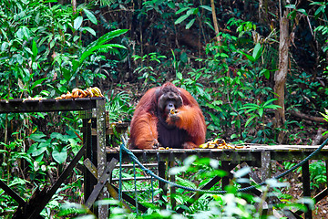 Image showing big male of orangutan