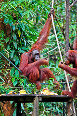 Image showing orangutang in rainforest