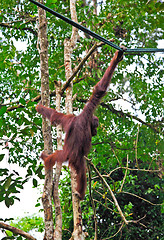 Image showing orangutang in action