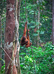 Image showing orangutang in rainforest