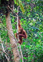 Image showing orangutang in rainforest