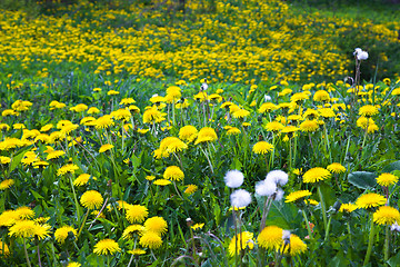 Image showing Dandelions