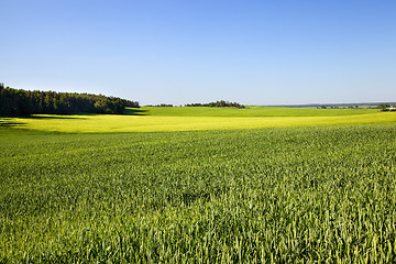 Image showing agricultural field