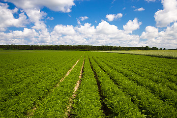 Image showing field of carrots