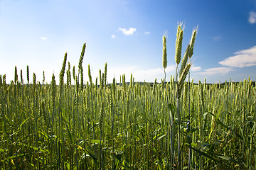 Image showing agricultural field