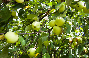 Image showing Apple-tree