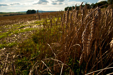 Image showing Rural Landscape