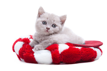 Image showing British kitten in red hat