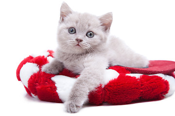 Image showing British kitten in red hat