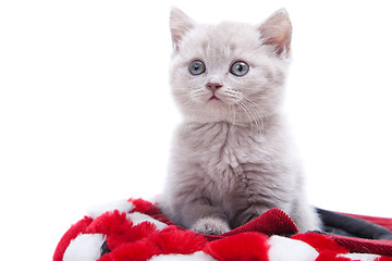 Image showing British kitten in red hat