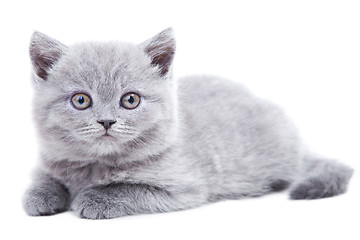 Image showing gray British kitten