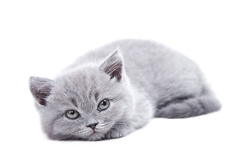 Image showing gray British kitten