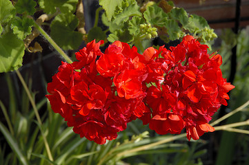 Image showing red flowers