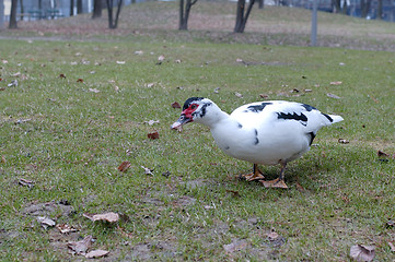 Image showing duck in a park