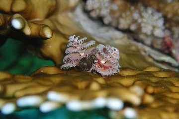 Image showing Christmas tree worm on coral
