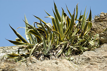 Image showing mediterranean plant