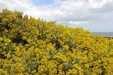 Image showing Ireland landscape: flowers and sky