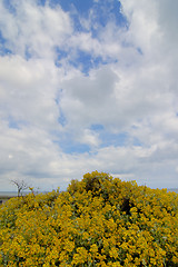 Image showing flowers and sky (Ireland)