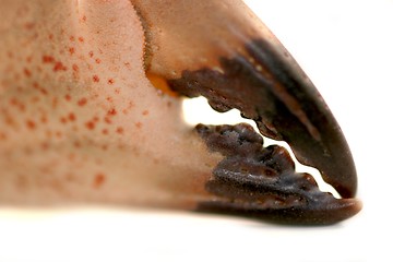 Image showing Crab Pincers