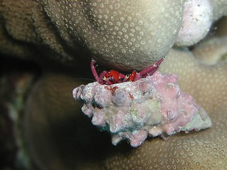 Image showing Hermit crab
