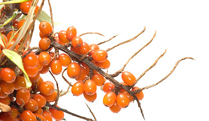 Image showing Buckthorn.