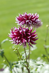 Image showing Dahlia