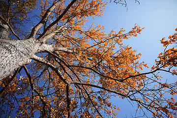 Image showing autumn forest 