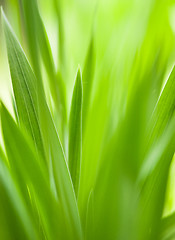 Image showing Green grass useful as nature pattern