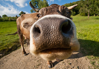 Image showing Curious funny cow on the meadow